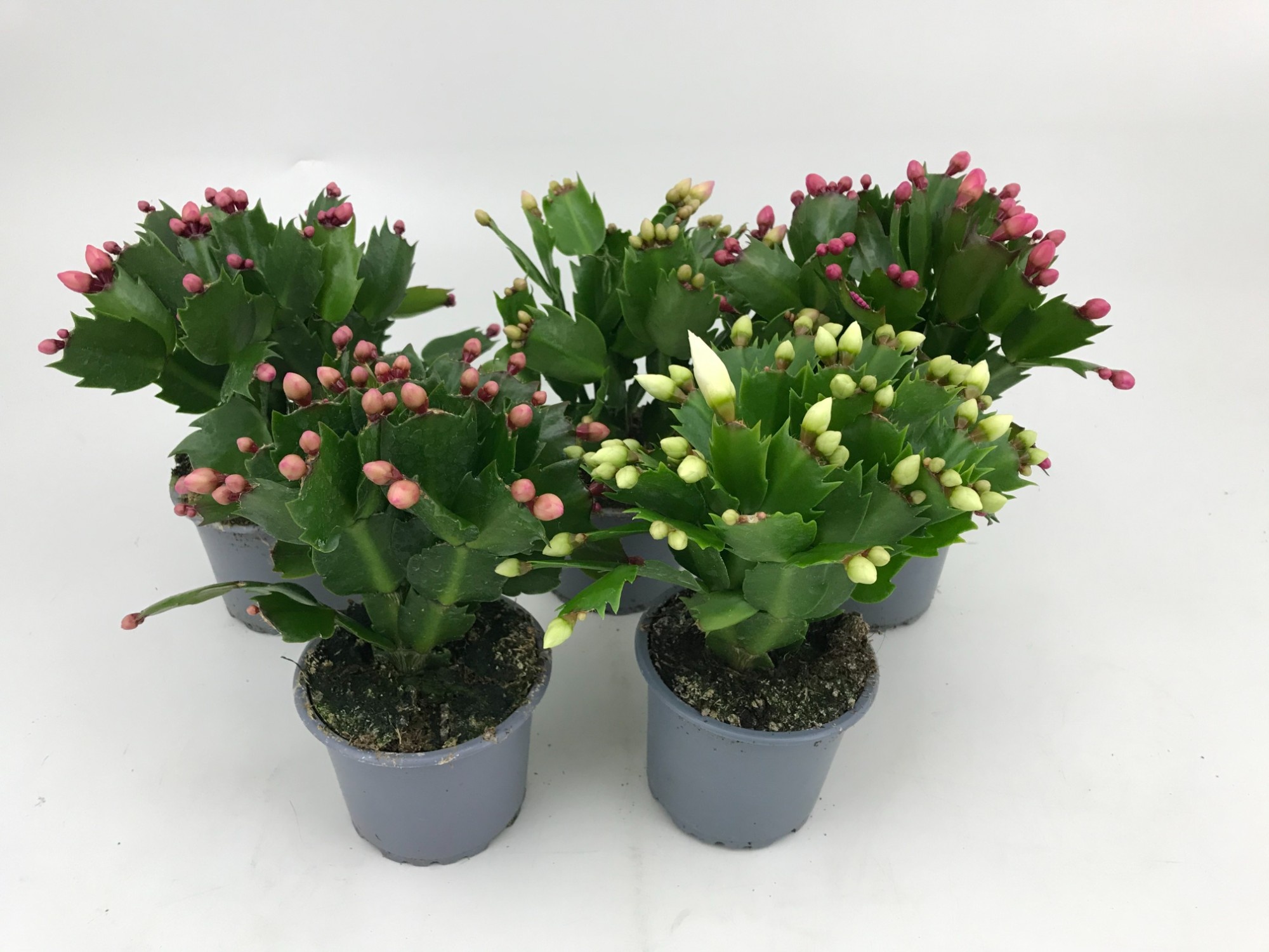SCHLUMBERGERA-HYBRID 'Mix', D 9 cm