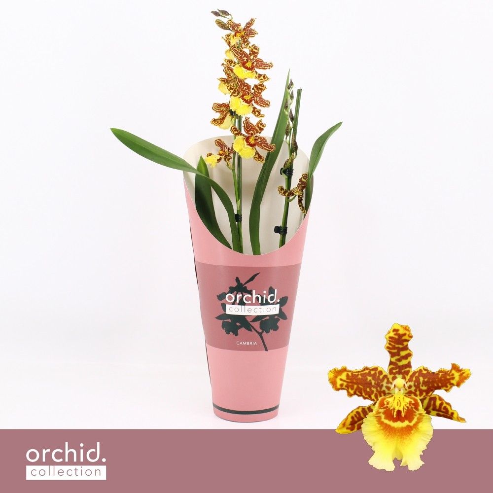 Cambria, Golden Tiger 2-spike 'Orchid Collection' Potcover, D 12