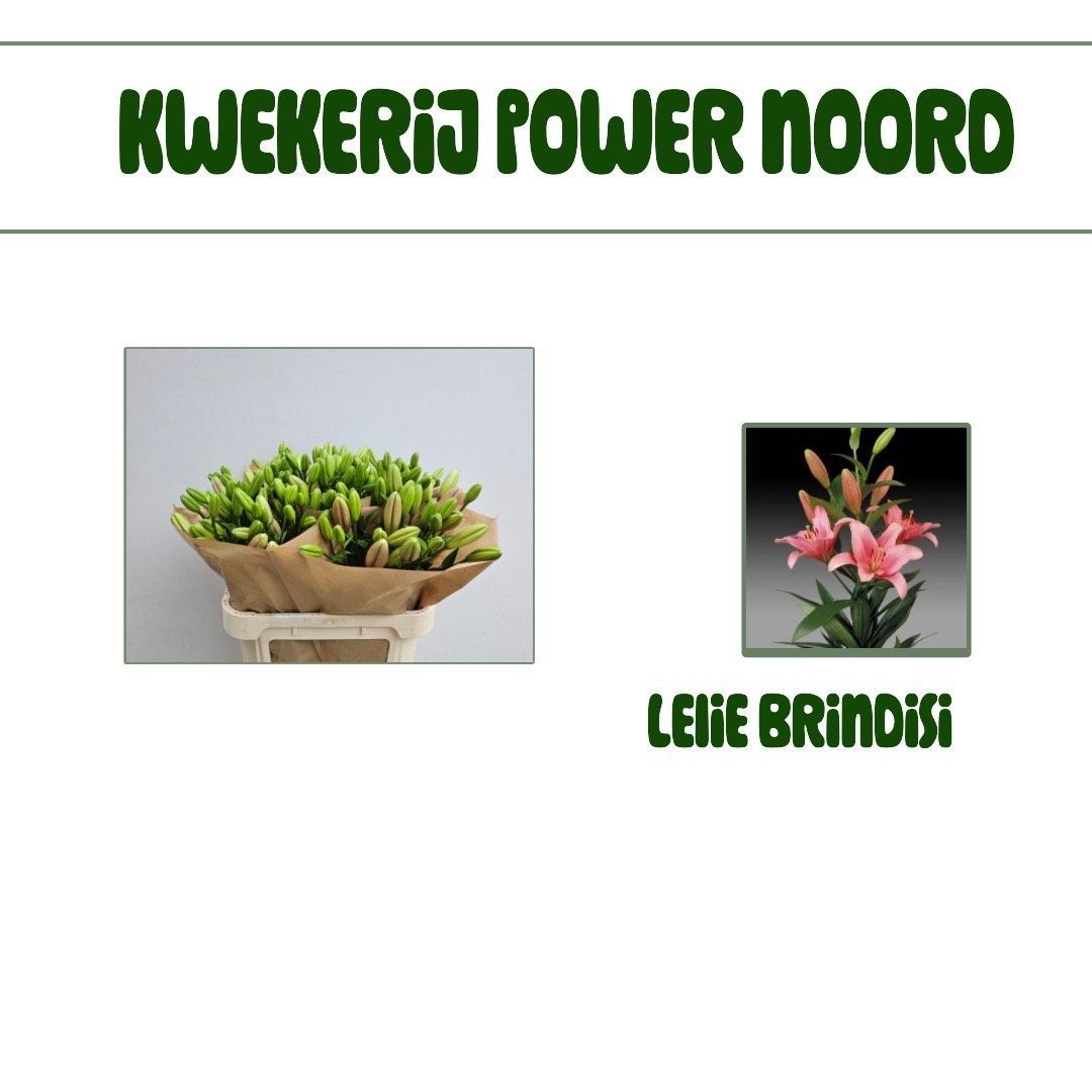 Лилия Бриндизи 85, шт.