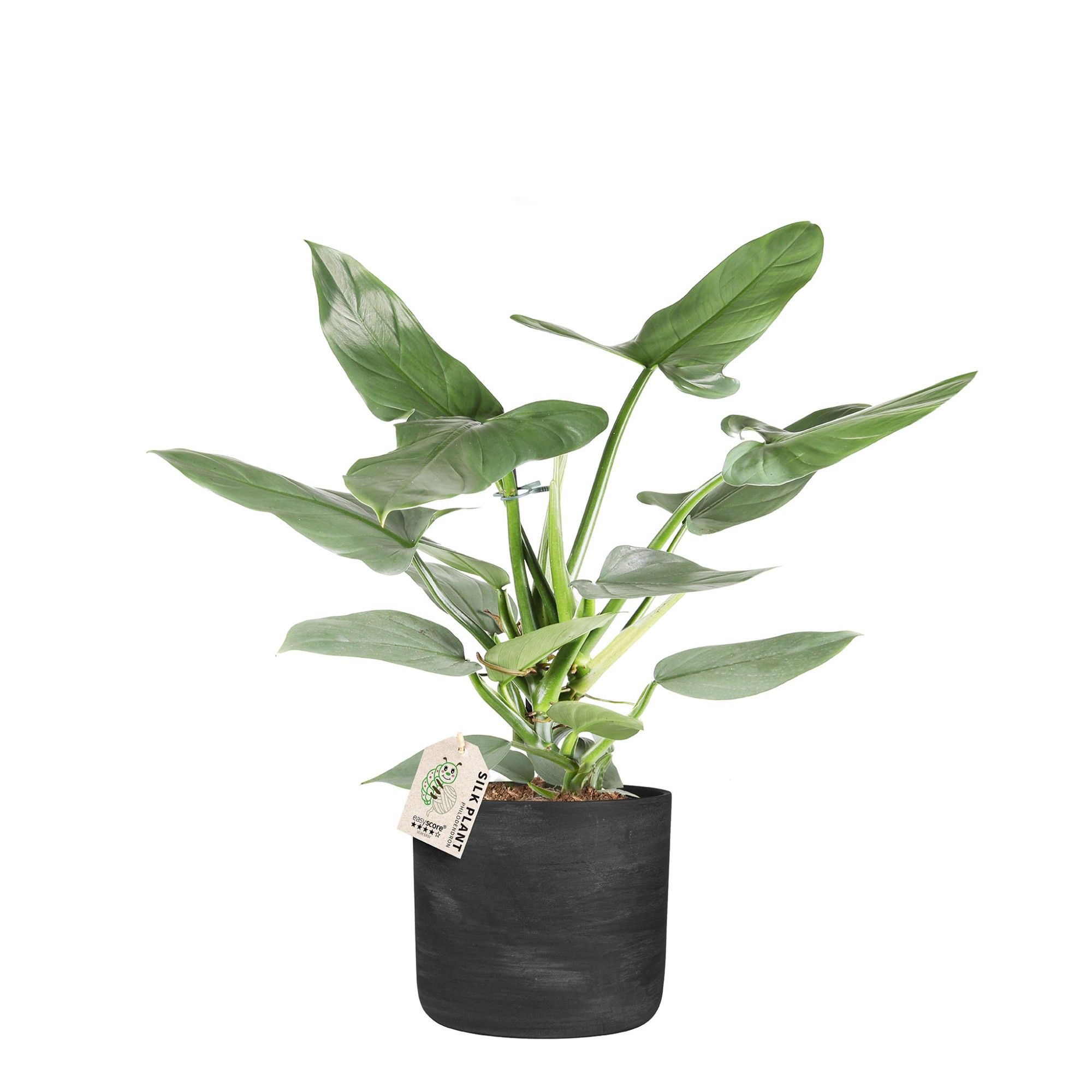 Raw Black, Philodendron ´Silver Sword´, D 19