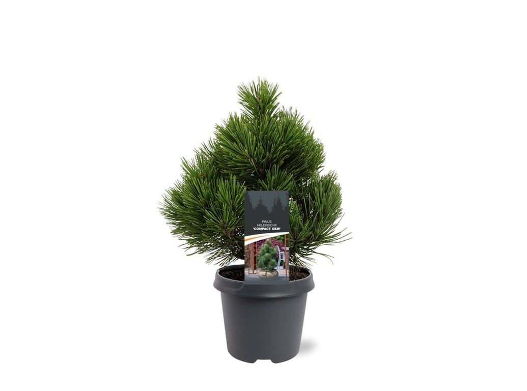 Pinus heldreichii 'Compact Gem', D 23 cm Pinus heldreichii 'Compact Gem', D 23 cm
