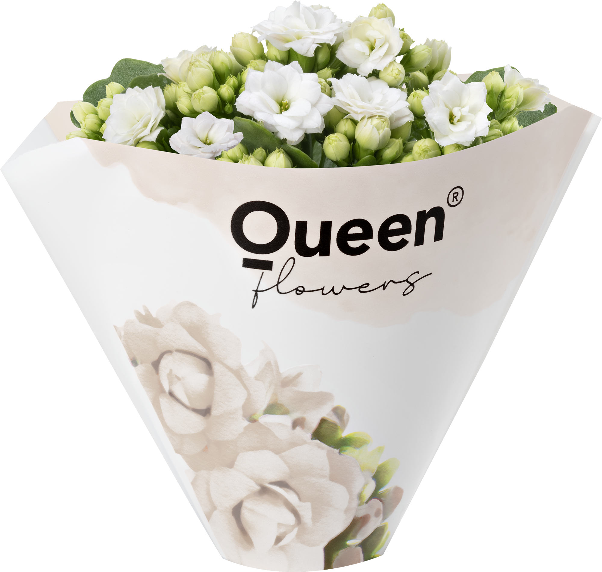 KALANCHOE ARTS-HYBRID 'WHITE ROSE FLOWER', D 6 cm