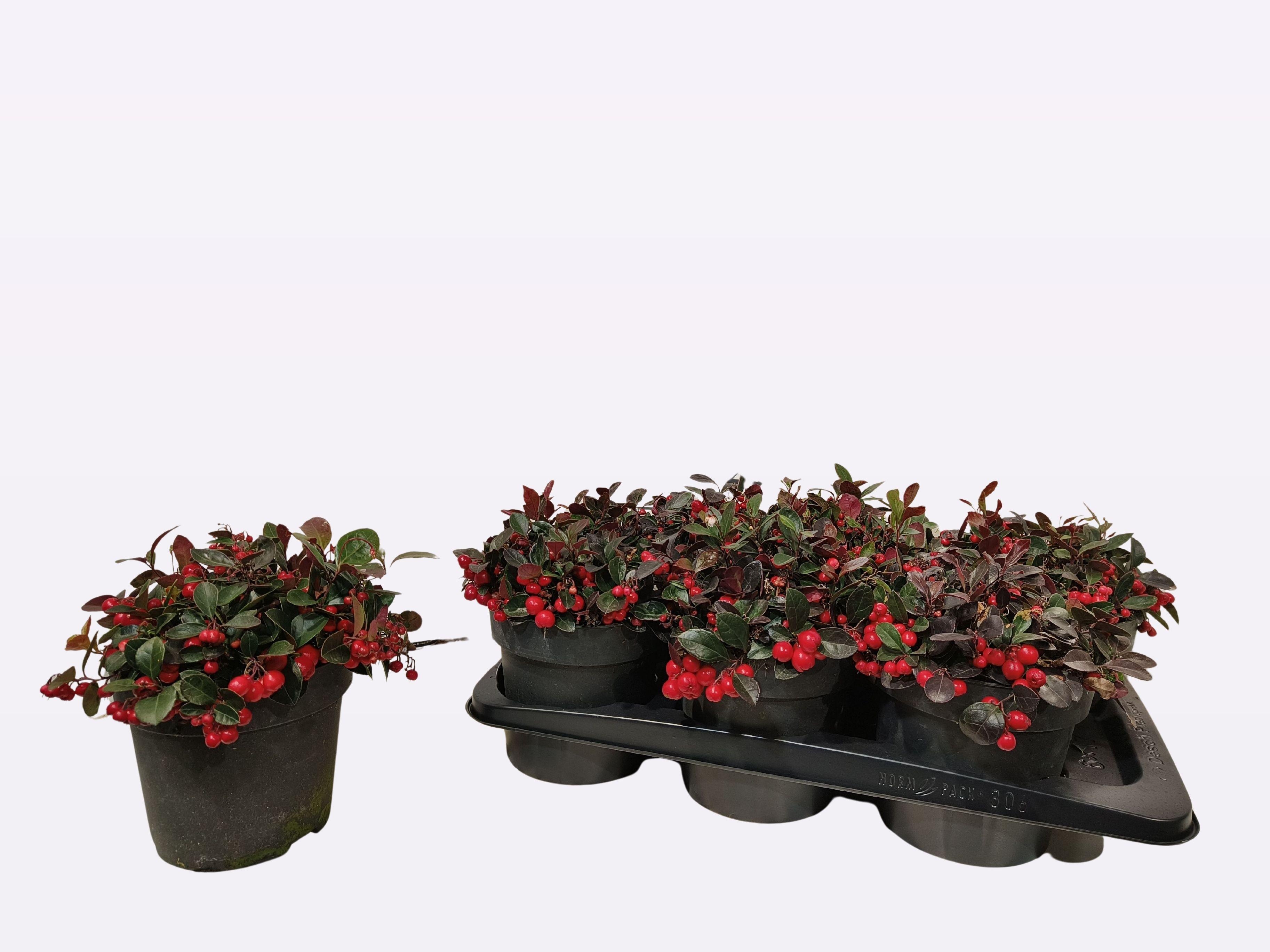Gaultheria overig Big Berry, D 17 cm Gaultheria overig Big Berry, D 17 cm