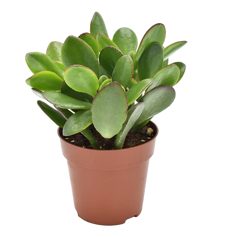 Crassula Ovata, D 8,5