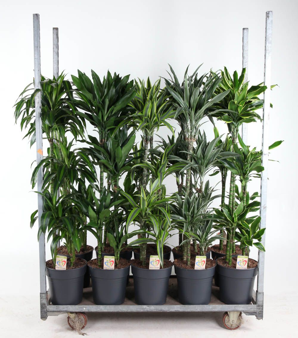 Mix Deremensis 90-60-30-15, D 27