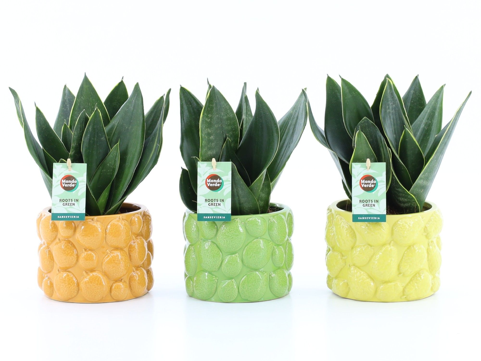 Sansevieria Black Diamond in Dolce Frutta, D 15