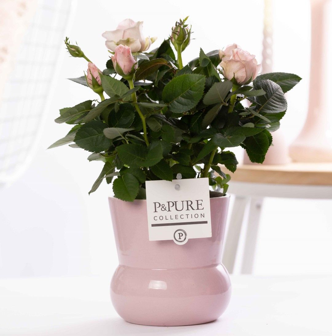 Rosa light pink in P&PURE Plant Vase Maxima pink, D 12