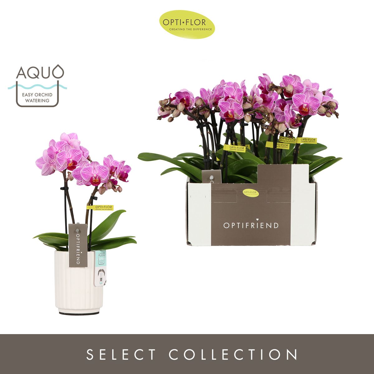 Optifriend Lotte 2 spike in Molise White Aquo, D 7 cm