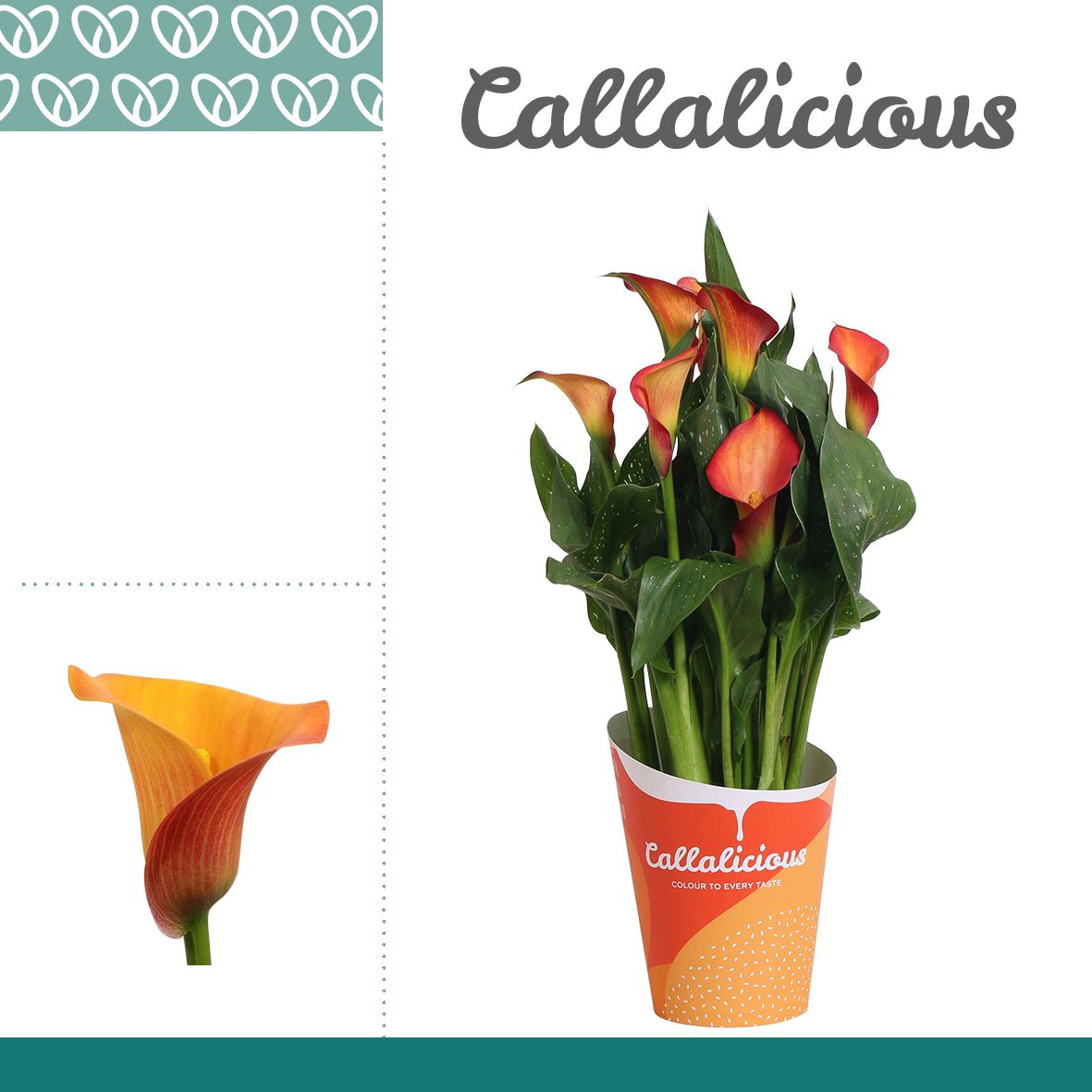 Zantedeschia (Calla) Oranje in Potcover ton-sur-ton, D 12