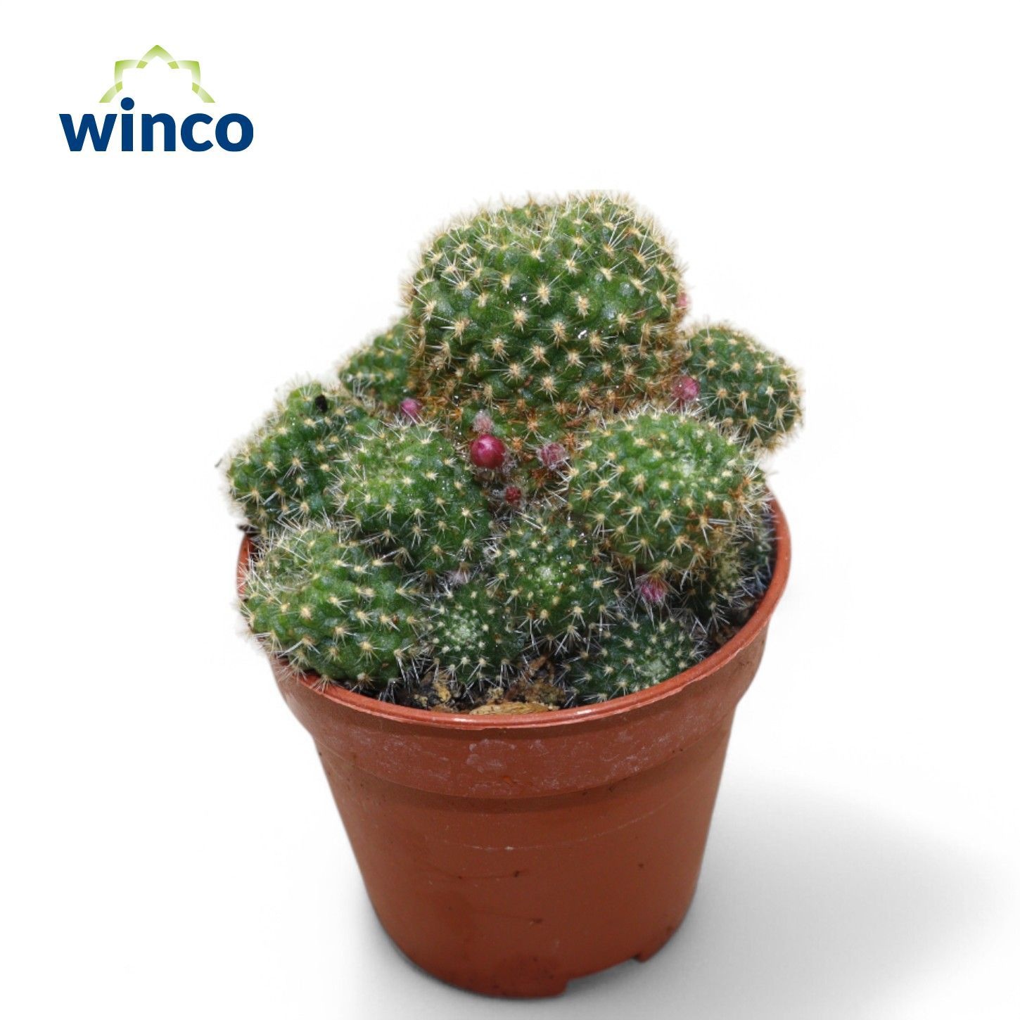 Rebutia Sunrise, D 5,5