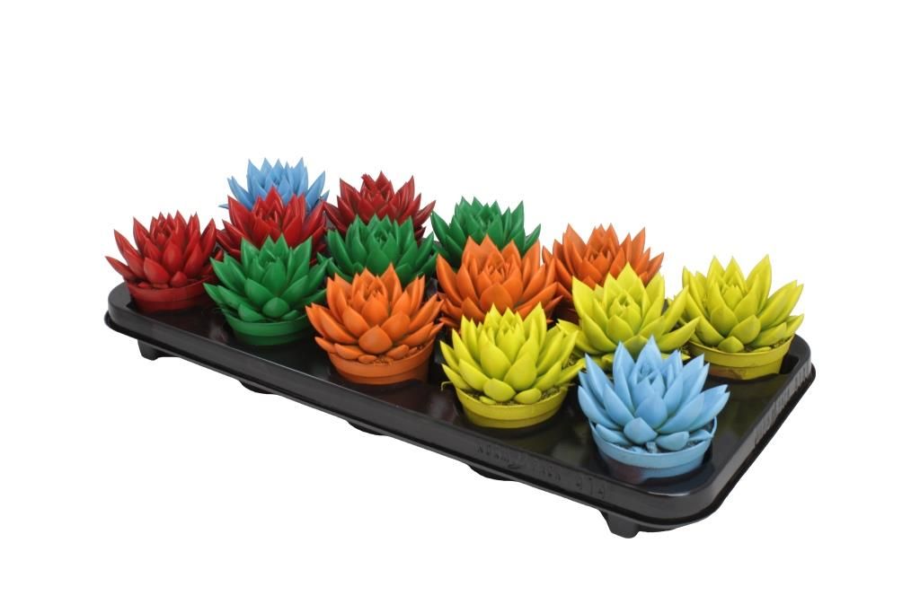 Miranda coloured spring mix, D 8,5