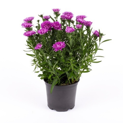 ASTER-HYBRID 'REGENT PINK', D 11 cm