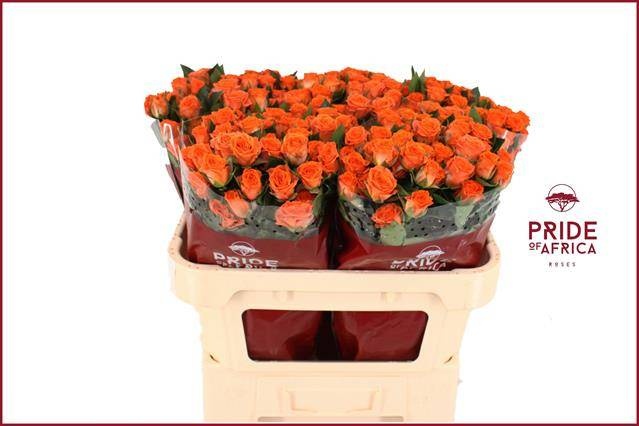 Роза куст. Пиканто 70, шт. Роза куст. Пиканто 70, шт.