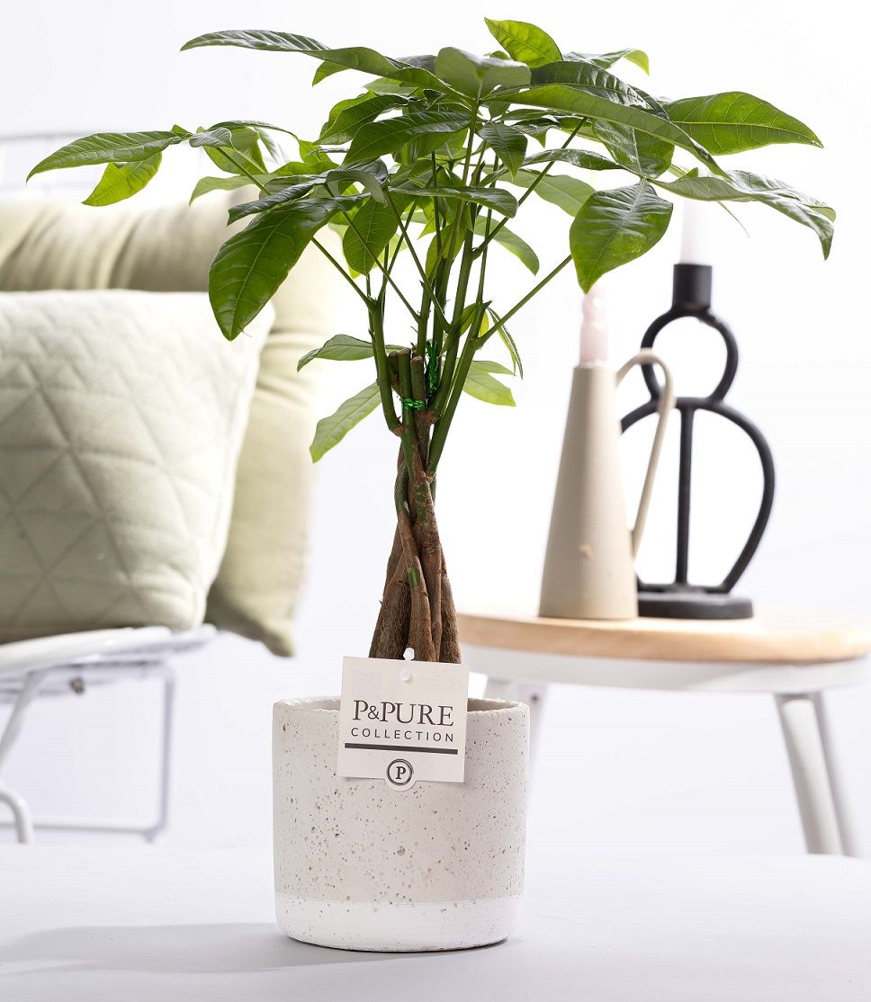 Pachira Aquatica in P&PURE Jade pottery, D 12