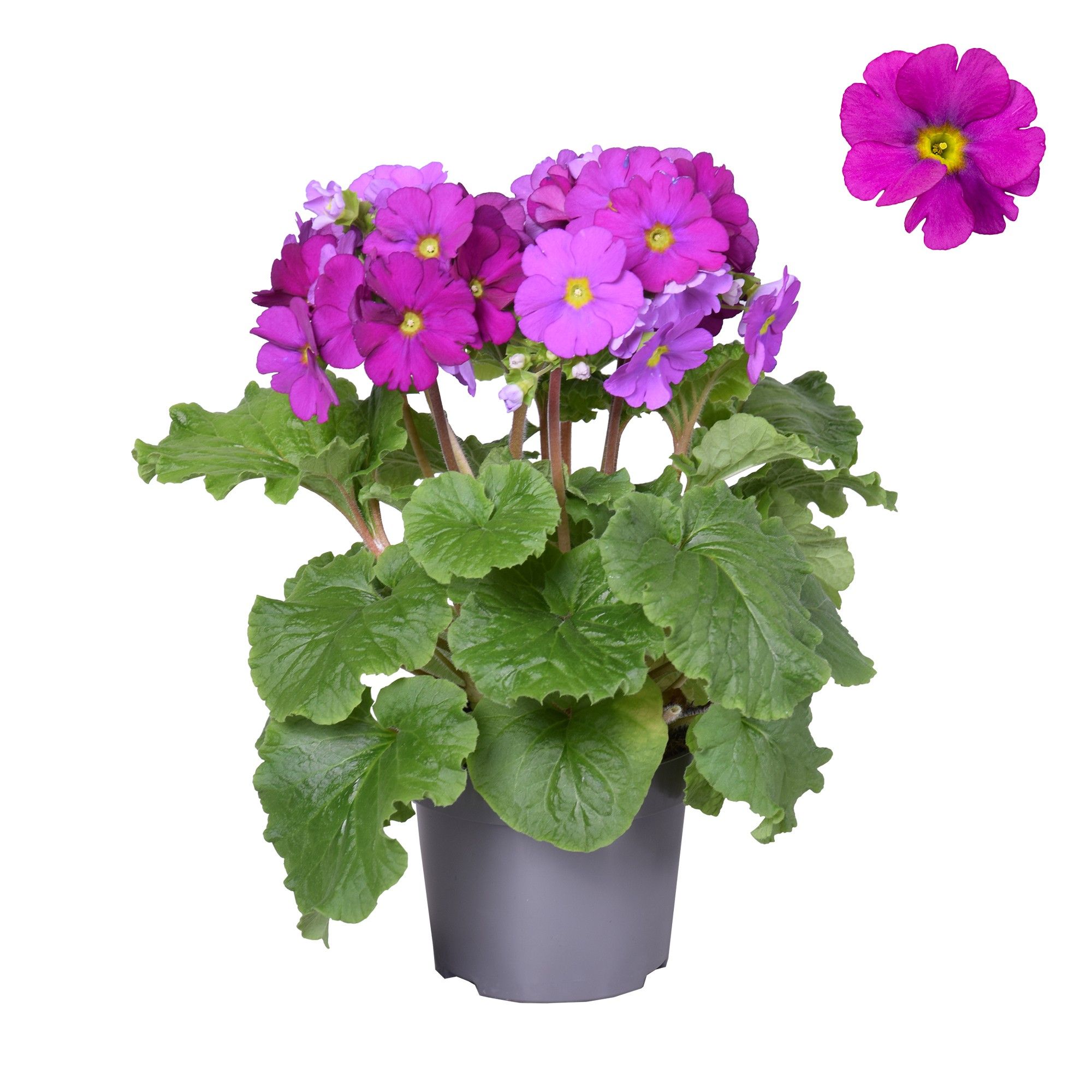 Prim Sweet Kisses Violet zonder hoes, D 12