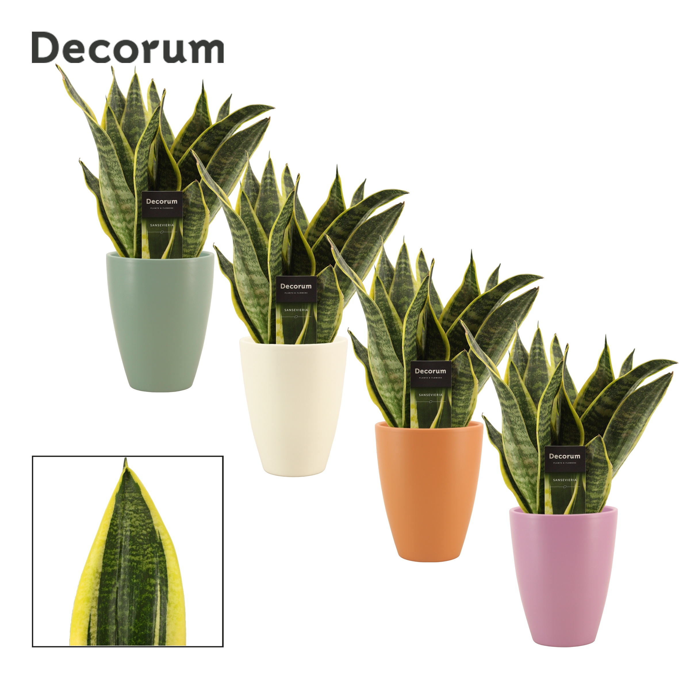 Sansevieria Superba 12 cm in Carly (Craft world-collection), D 12