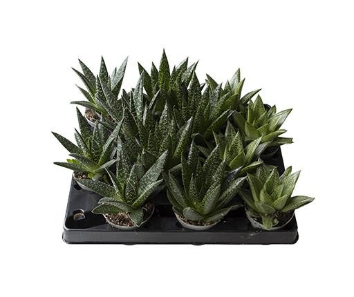 GASTERIA-HYBRID 'MIX', D 6 cm