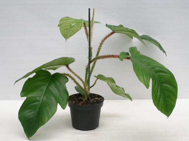 PHILODENDRON SQUAMIFERUM, D 12