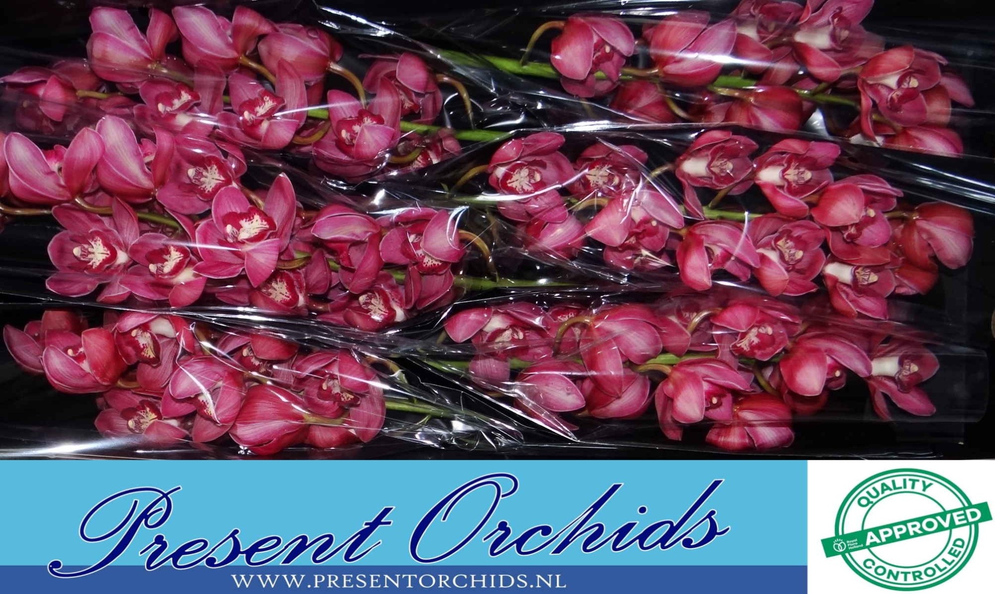 Цимбидиум Рэд Дрим 80 (красн.) x6, шт.