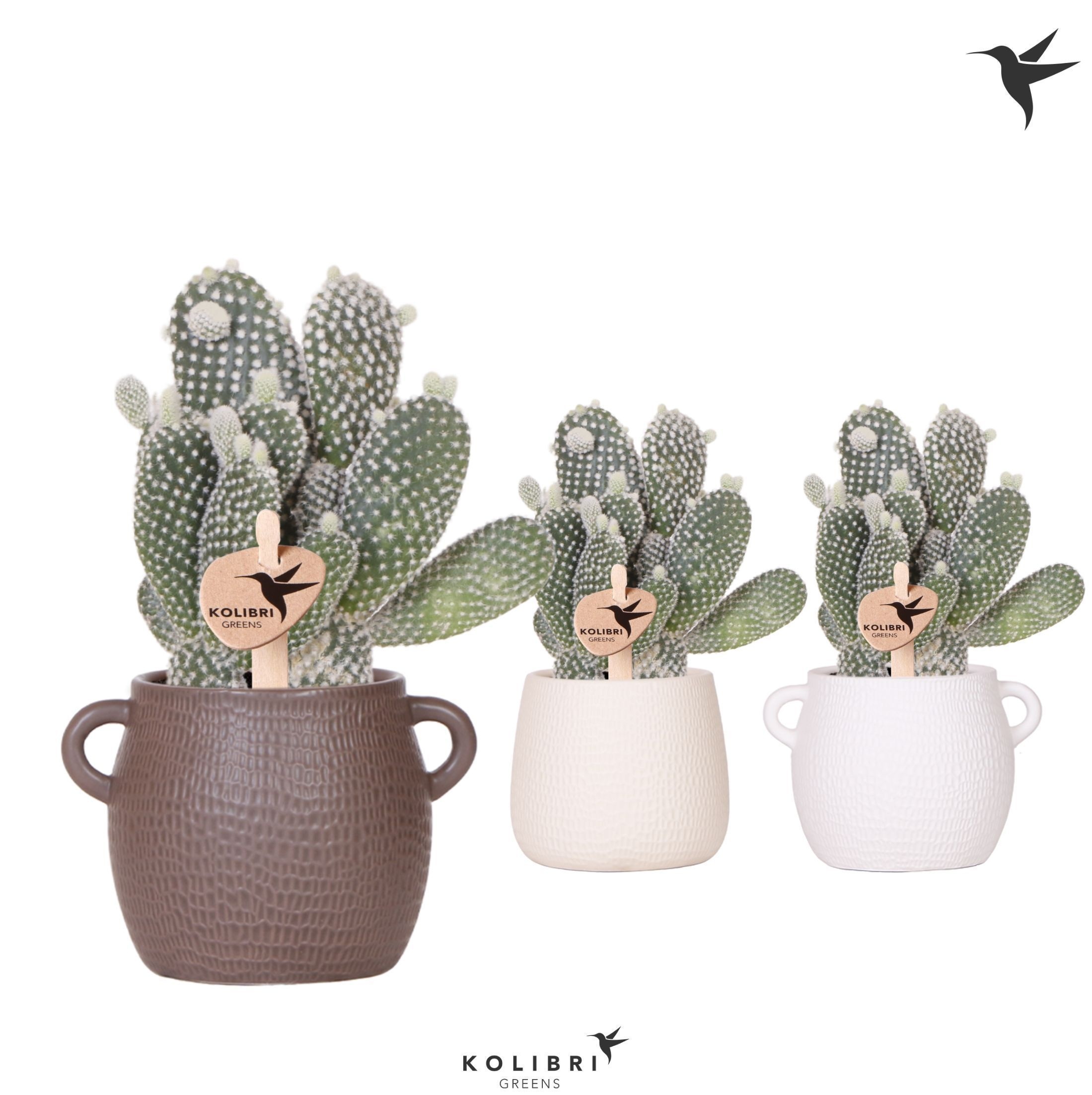 Kolibri Greens Opuntia white in Scales pot mix, D 9 cm