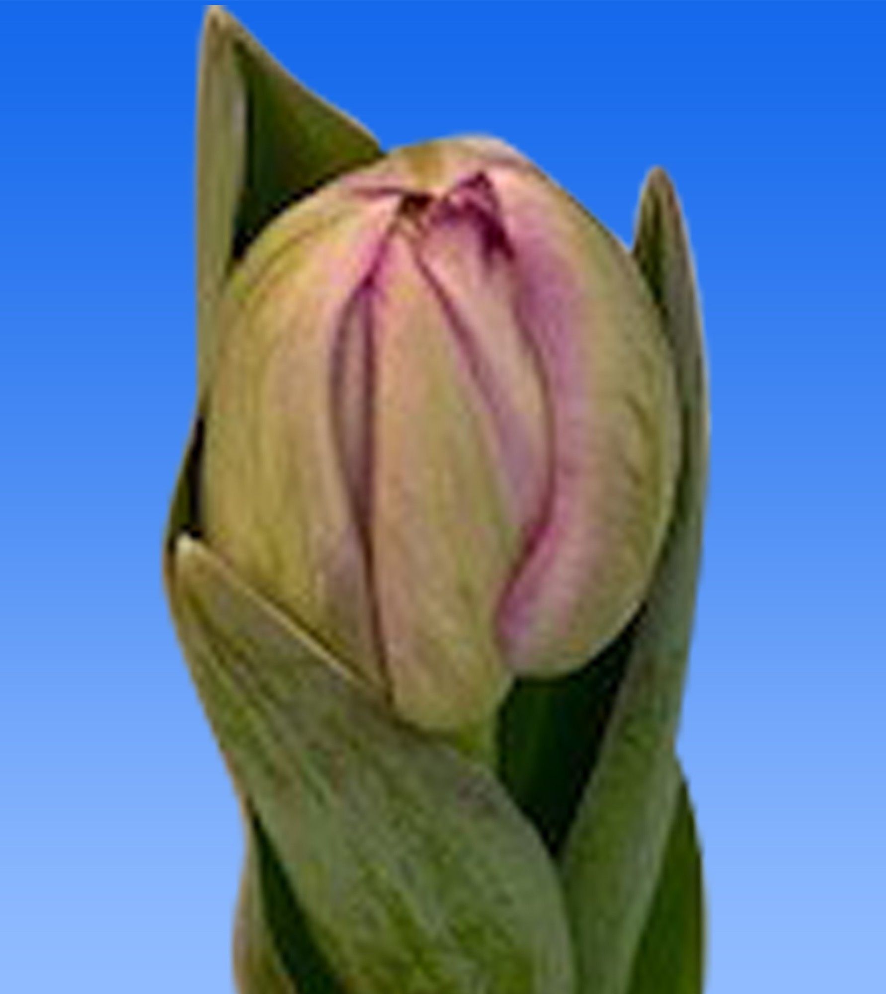 Тюльпан дв. Сайгон Дабл, шт.