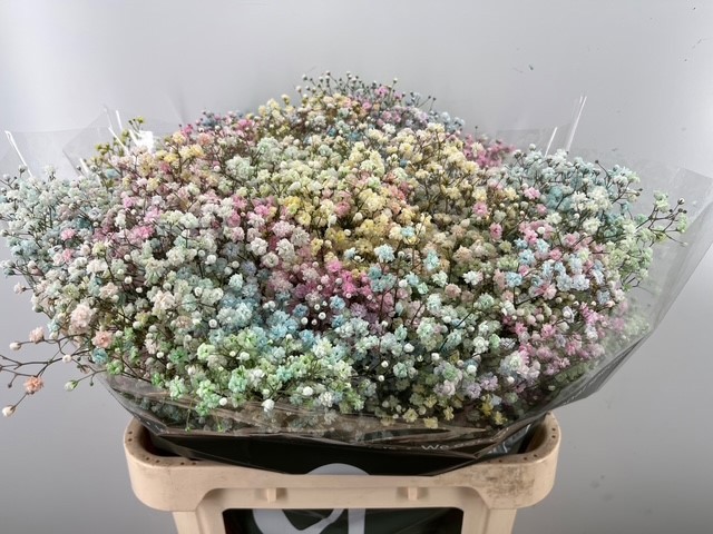 Гипсофила Овериг Крашеная (краш. ) 80, шт.