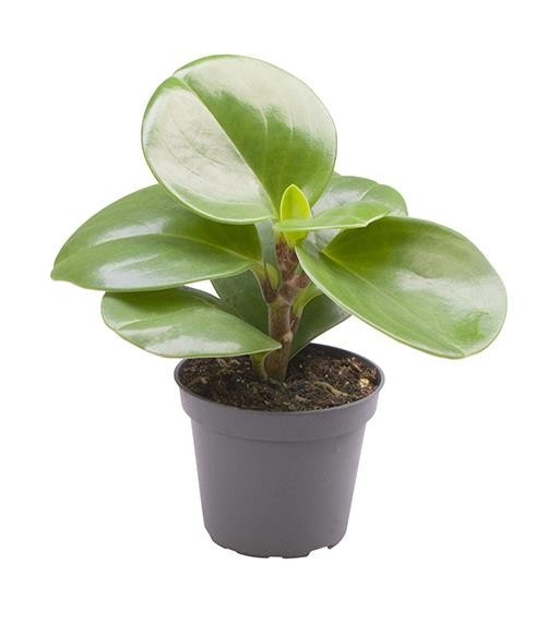 PEPEROMIA OBTUSIFOLIA 'GREEN', D 6