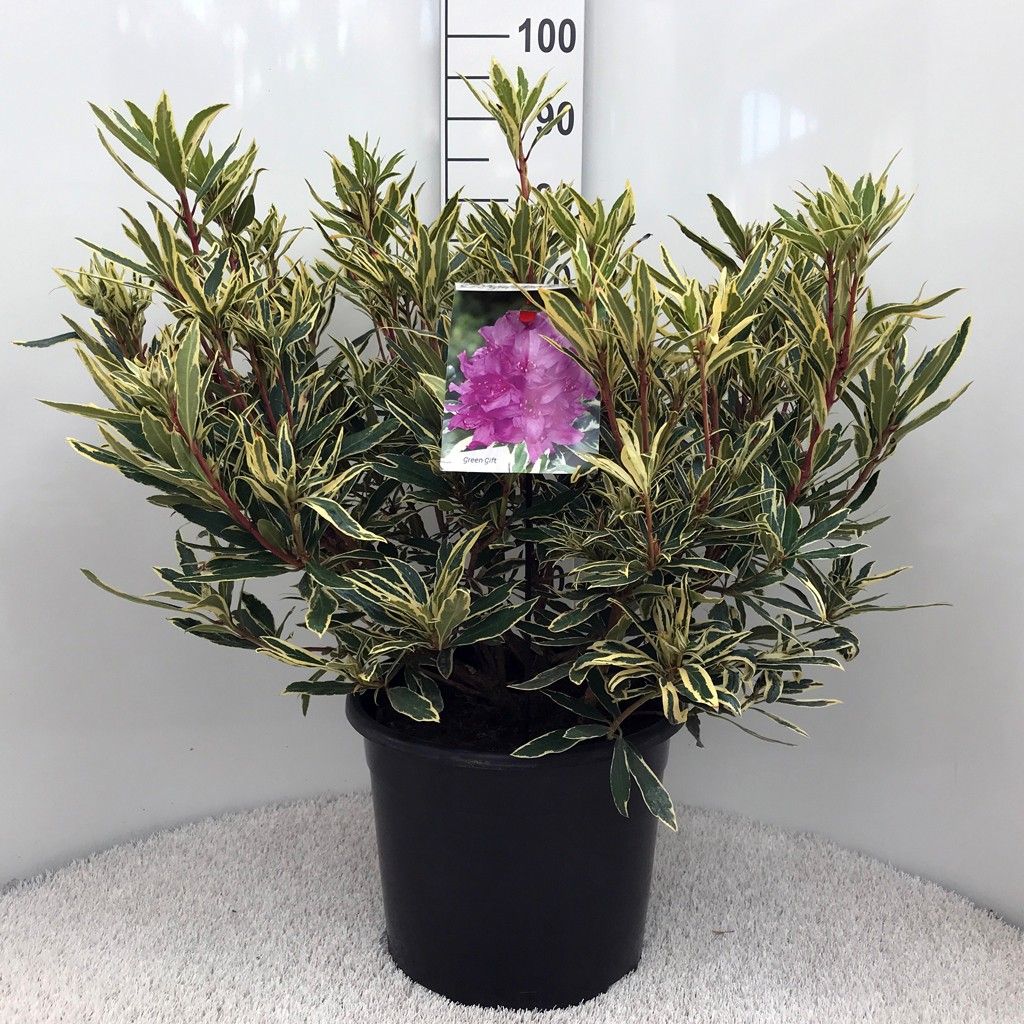 Rhodo. ponticum 'Variegatum' purple, D 37