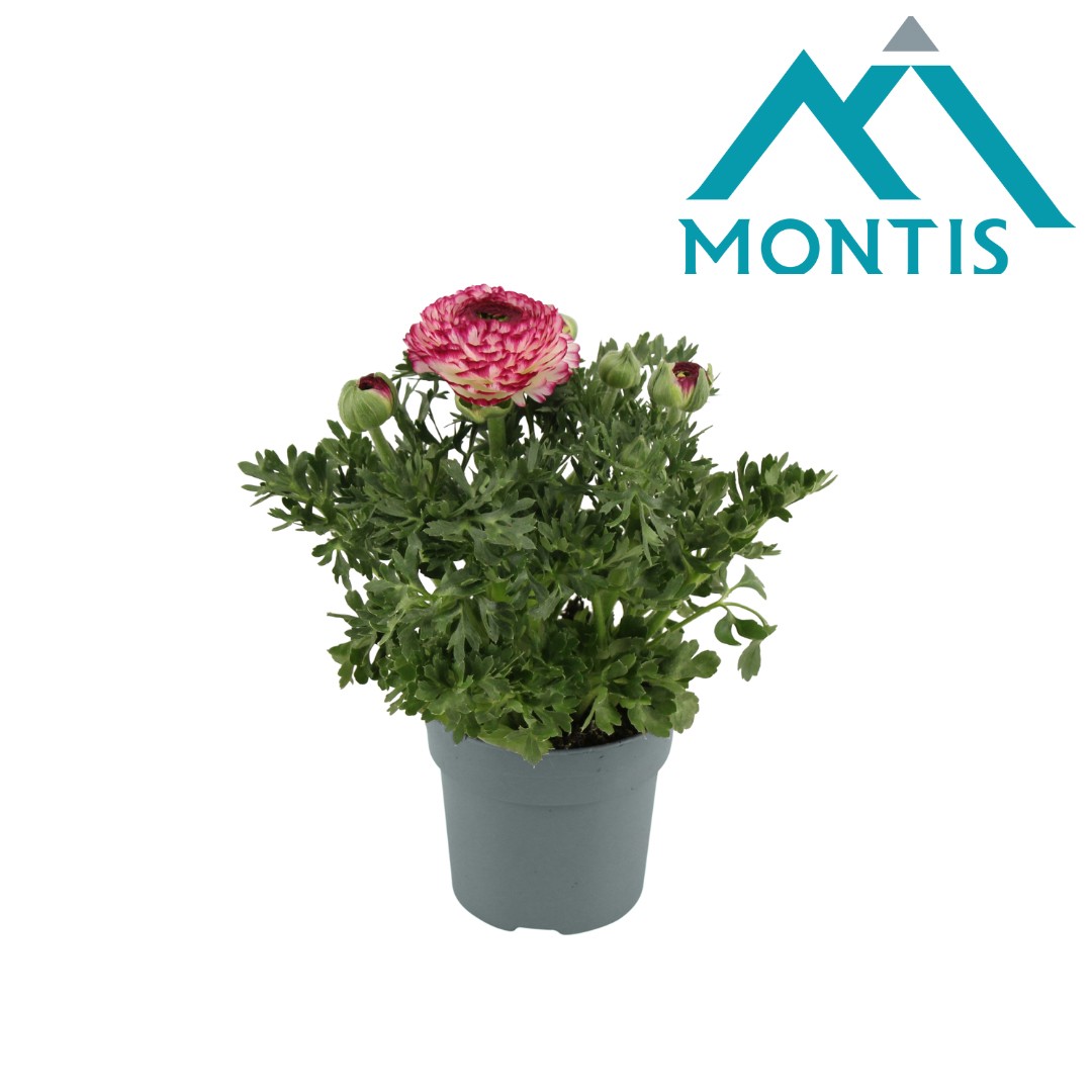 Ranunculus Sprinkles Violet 13 cm, D 13