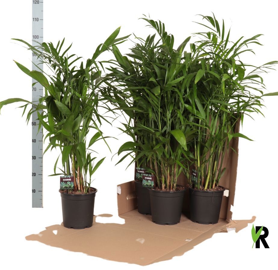 Chamaedorea Seifrizii in fust 352, D 21