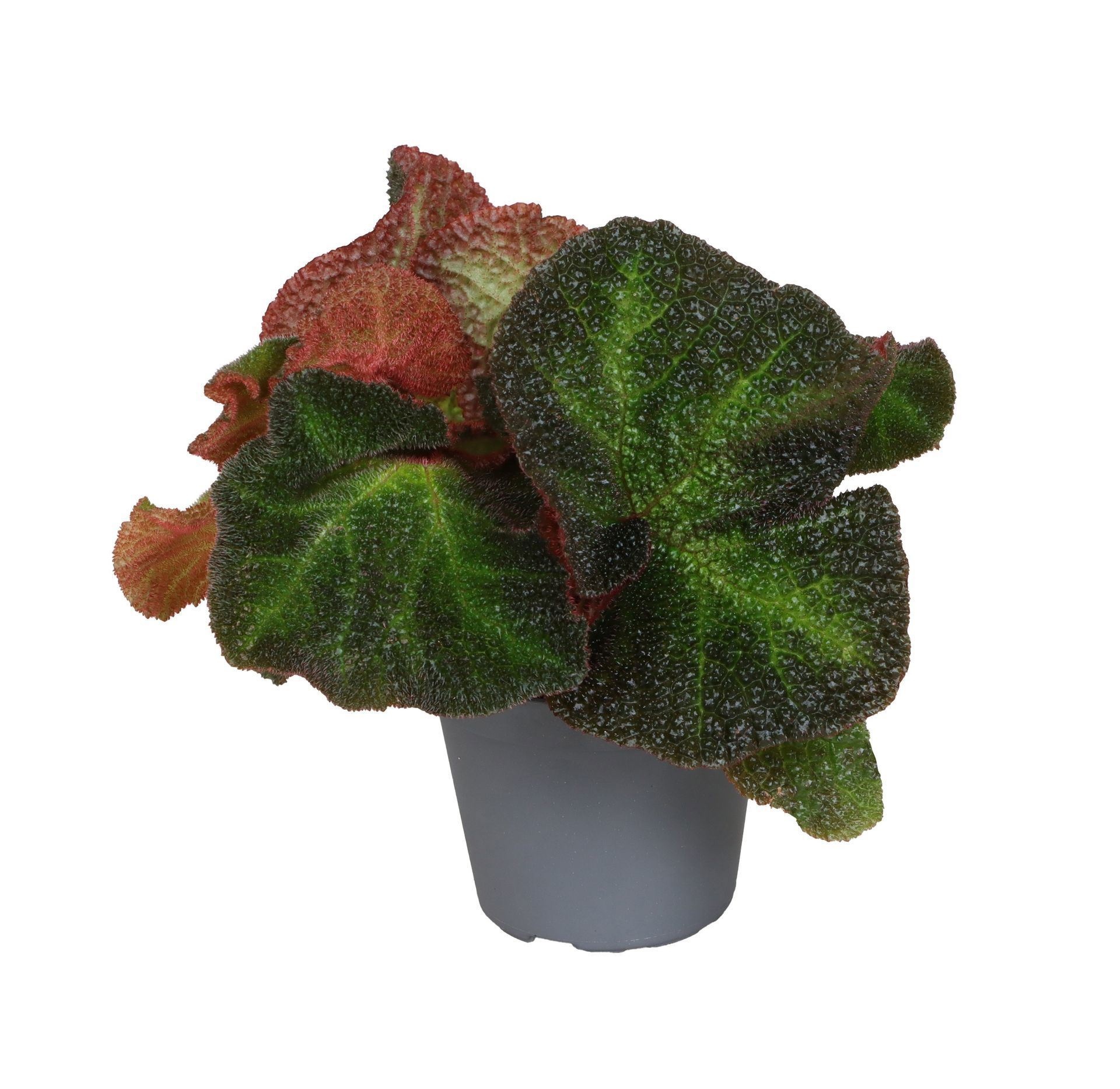Begonia Rex Soli Mutata 6 cm, D 6