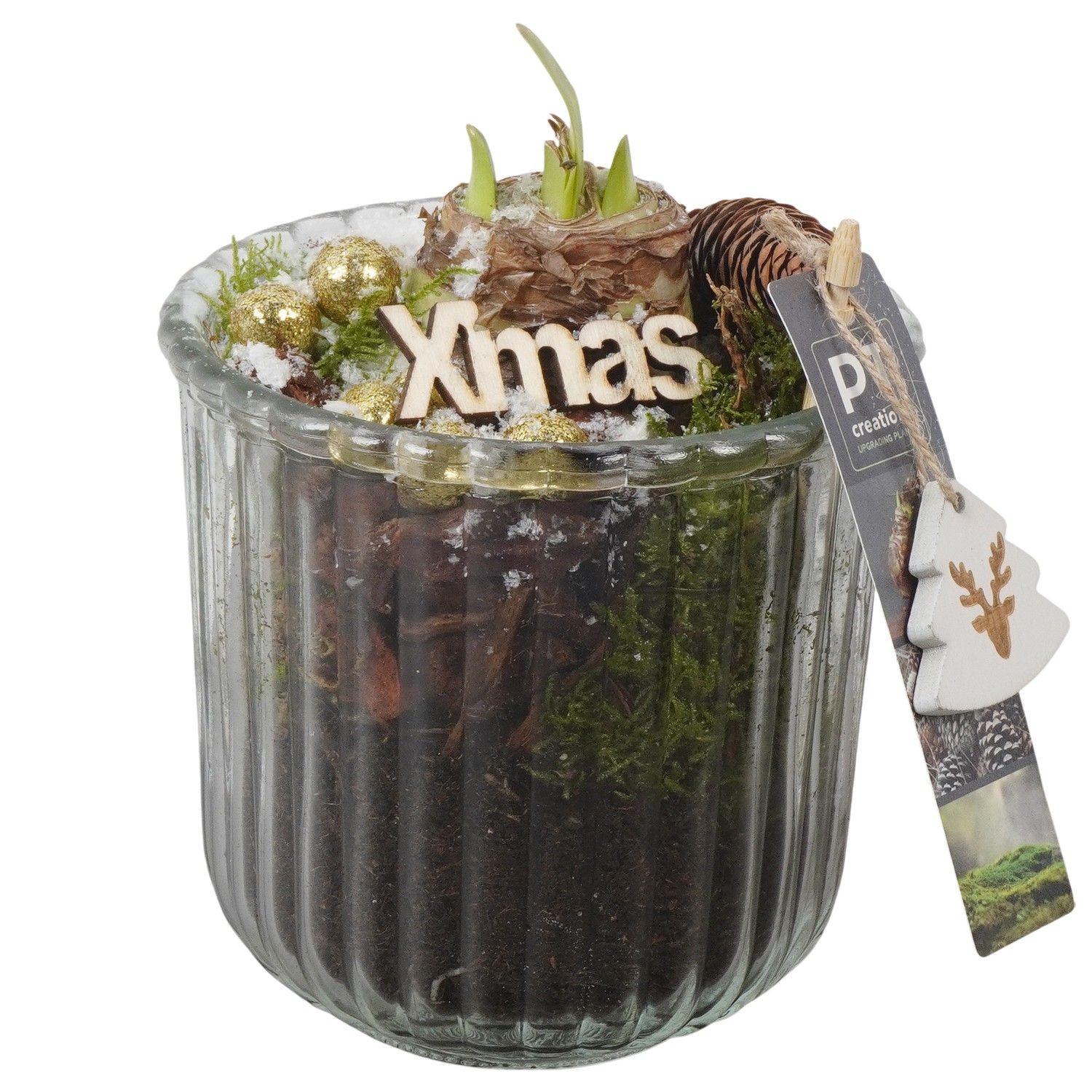 PTACH5936 Arrangement Amaryllis Christmas in glazen vaas, D 12 cm