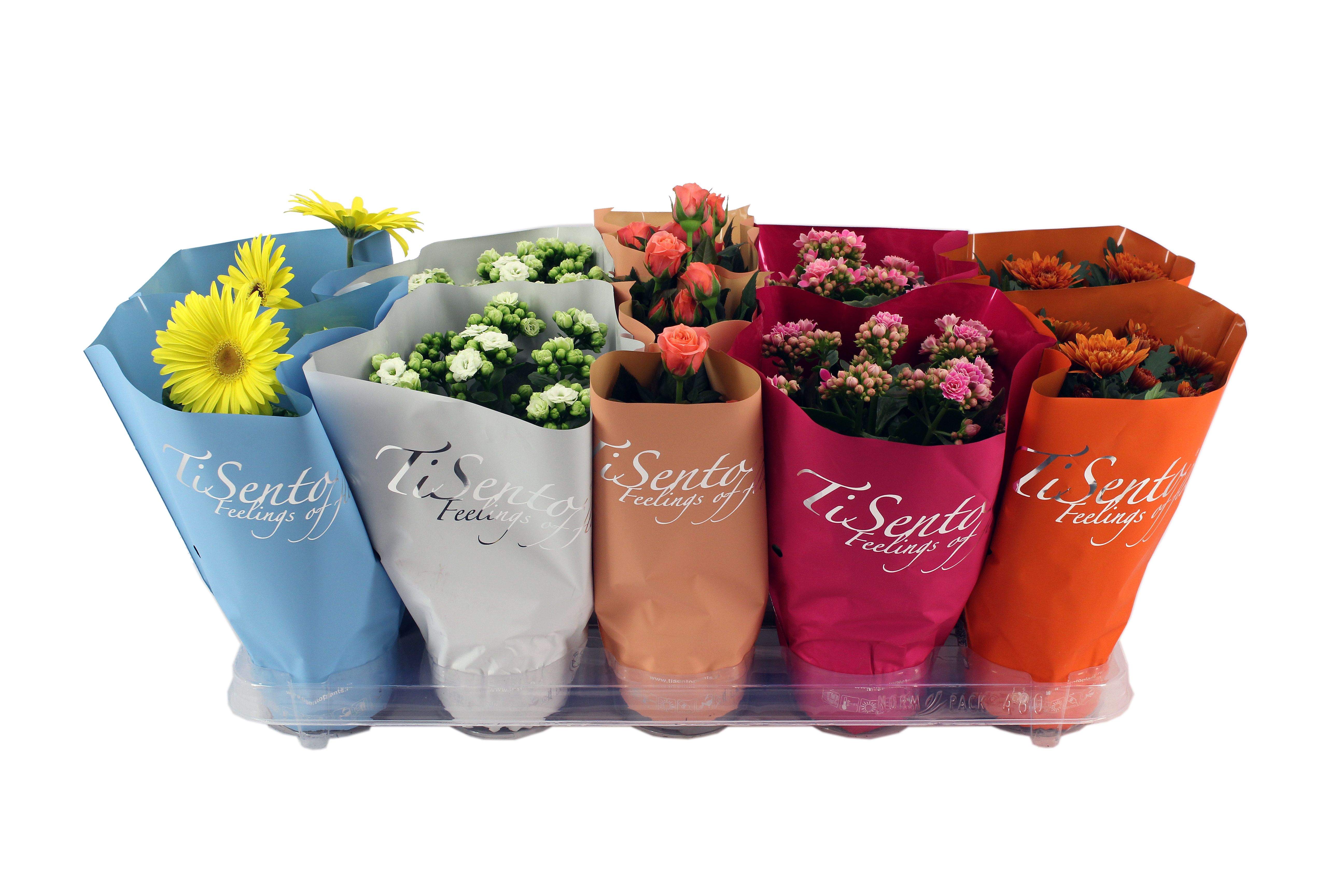 Bloeimix 12cm | September Mix, D 12