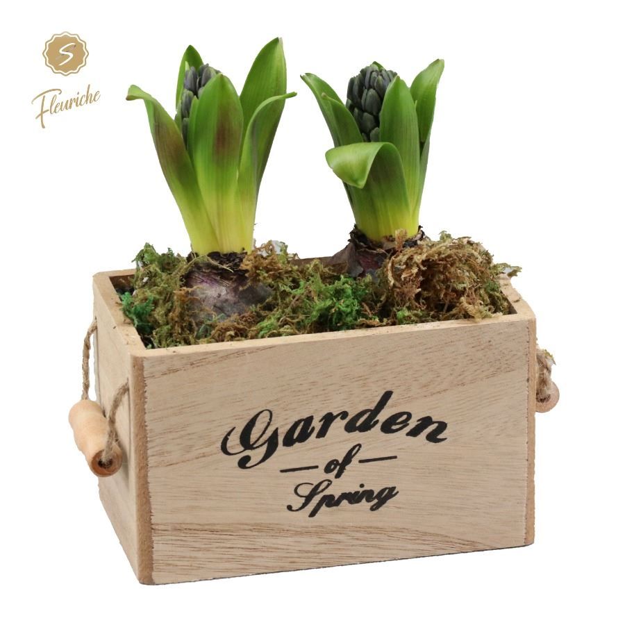 (2501) Hyacint Garden Flower 2PP Mos, D 16 cm