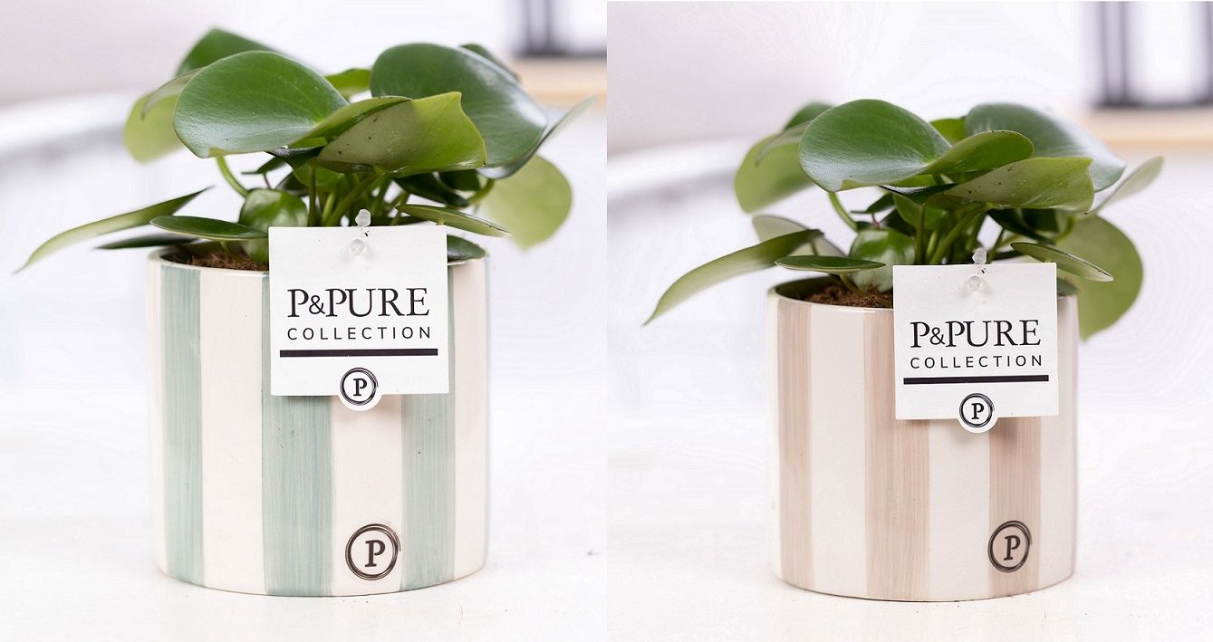 Peperomia Raindrop in P&PURE Eline 2 ceramics ass. 2, D 12