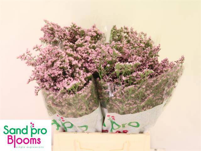 Лимониум Сафора Оши Пинк 40, шт.