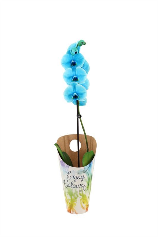 Potcover p12 enjoy Phal I am Ocean Blue 1T09+, D 12 cm