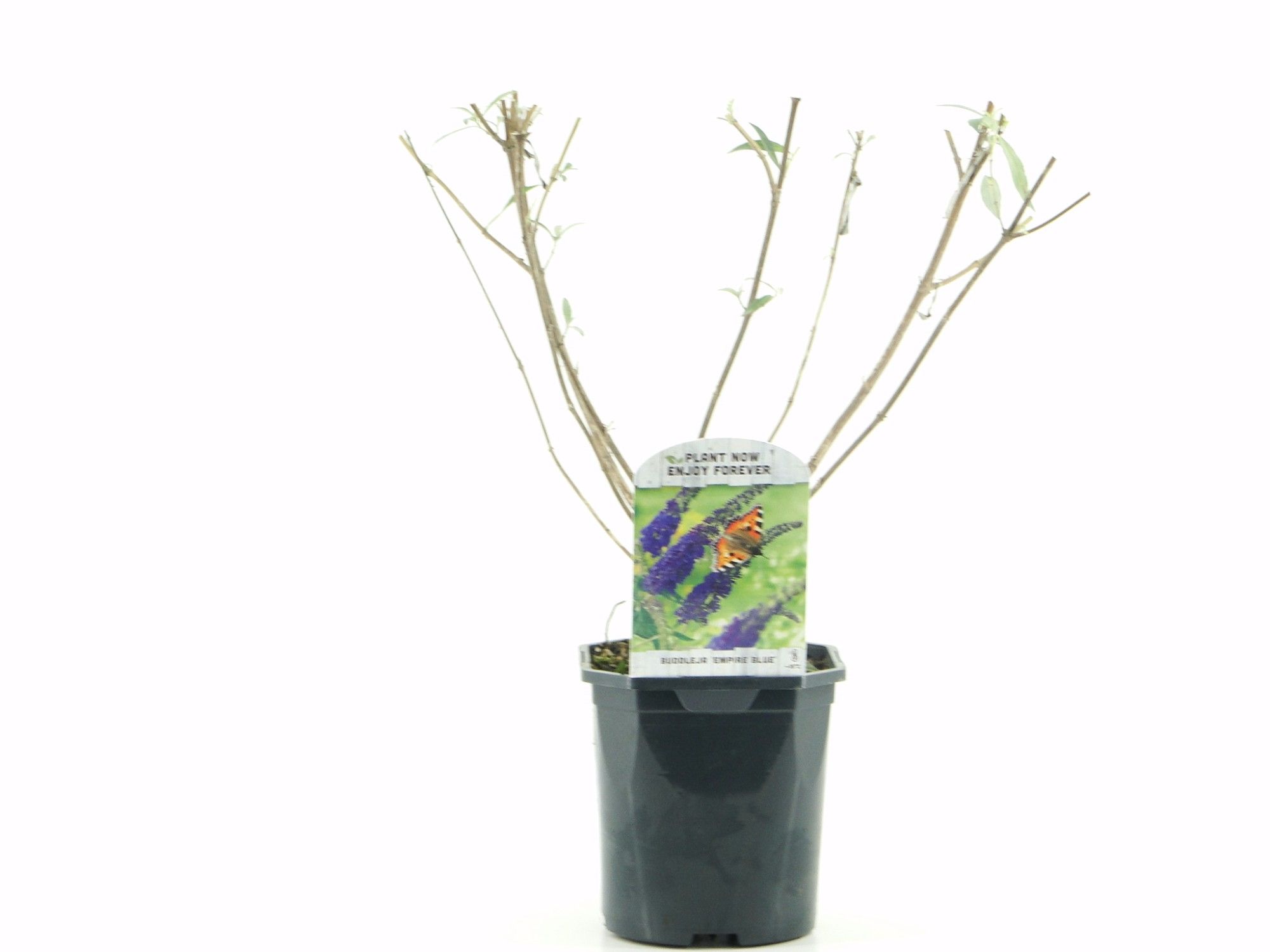 Buddleja dav. Empire Blue, D 17 cm