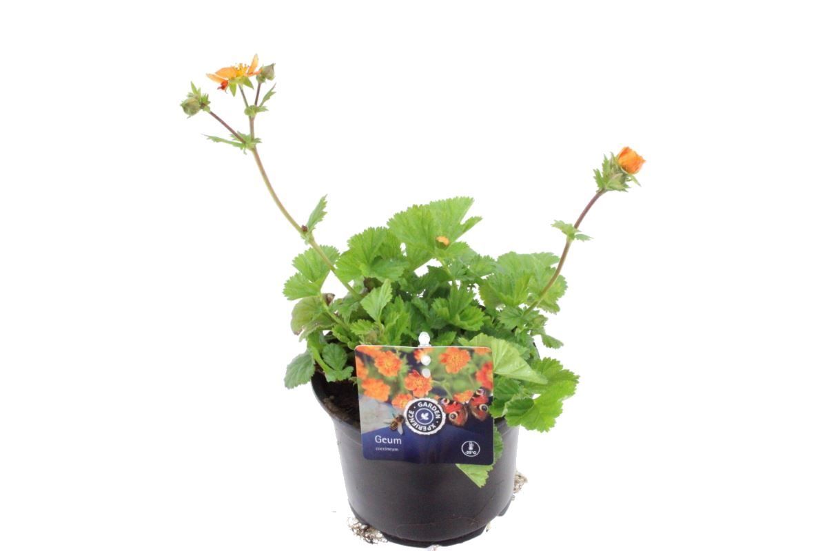 Geum coccineum Borisii, D 13