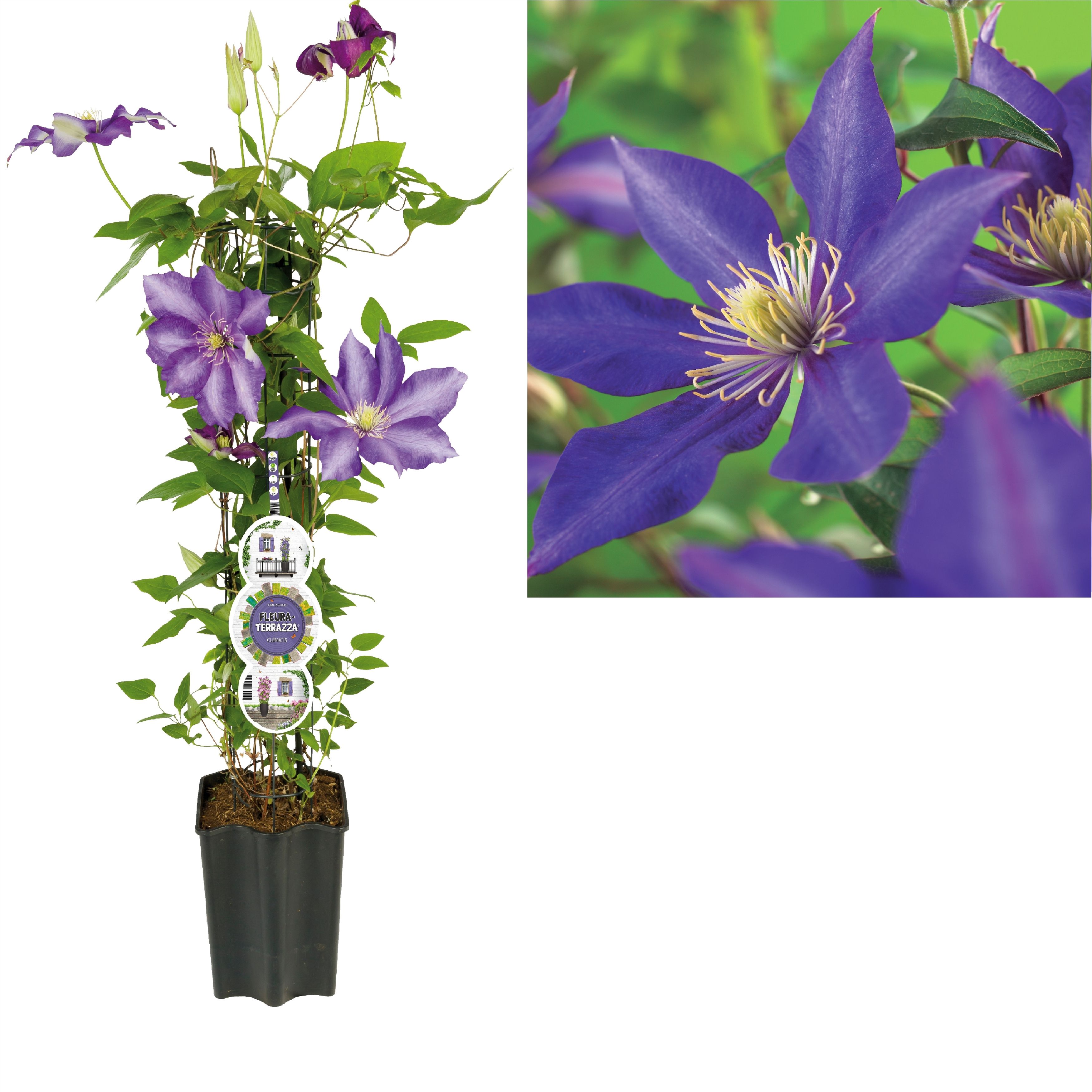 FleuraTerrazza W320 Clematis 'Daniel Deronda' +label, D 19
