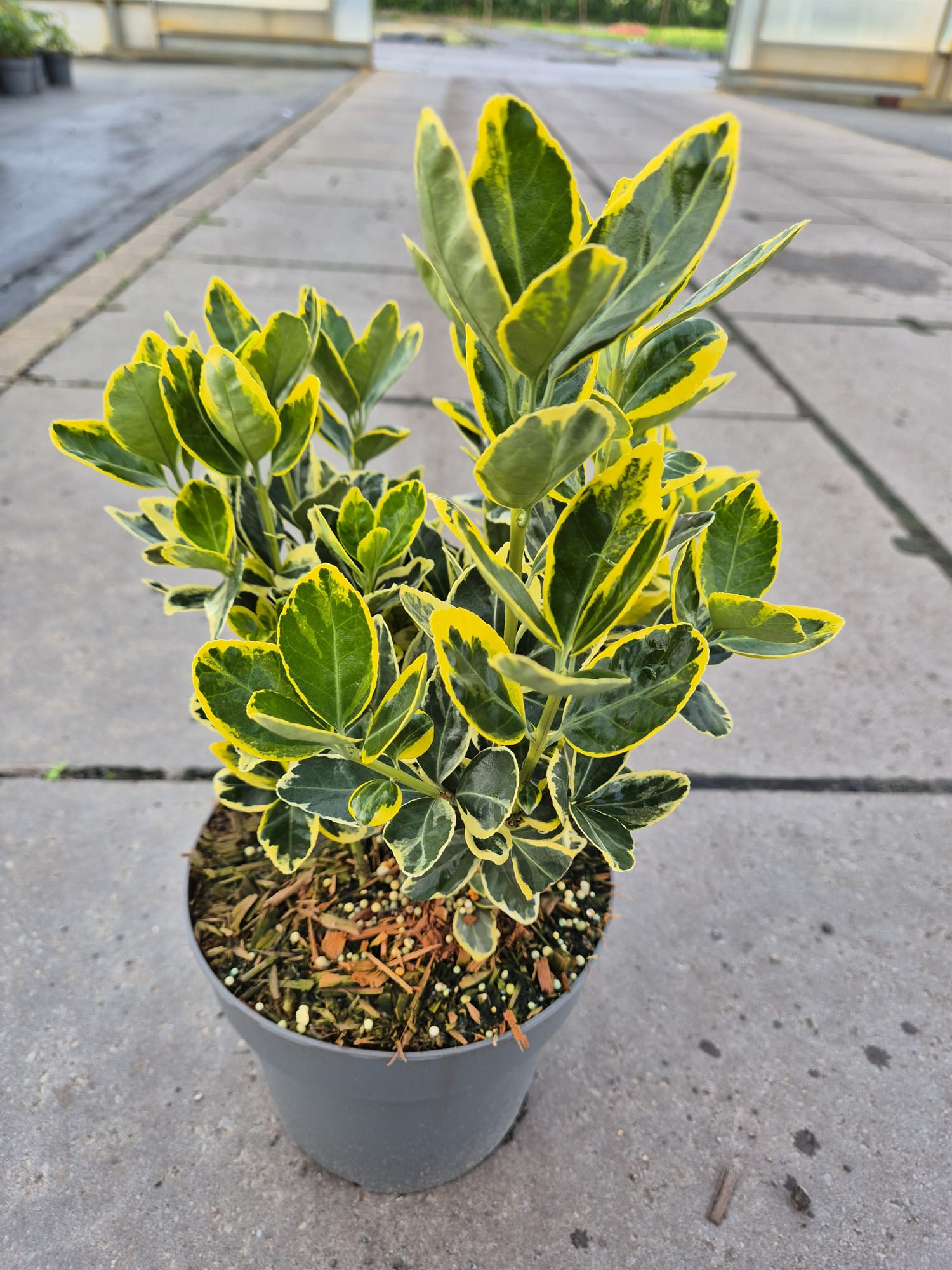 Euonymus japonica 'Marieke' C 3, D 19