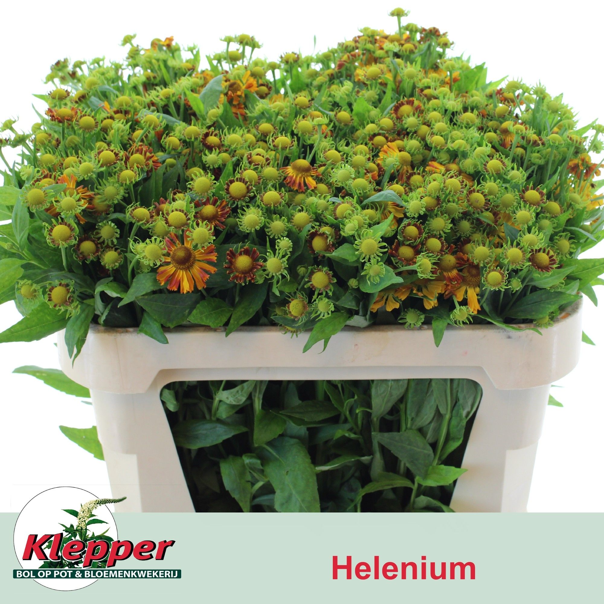 Хелениум Оранж Бьюти 70, шт.