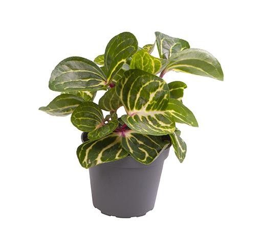 IRESINE HERBSTII, D 6