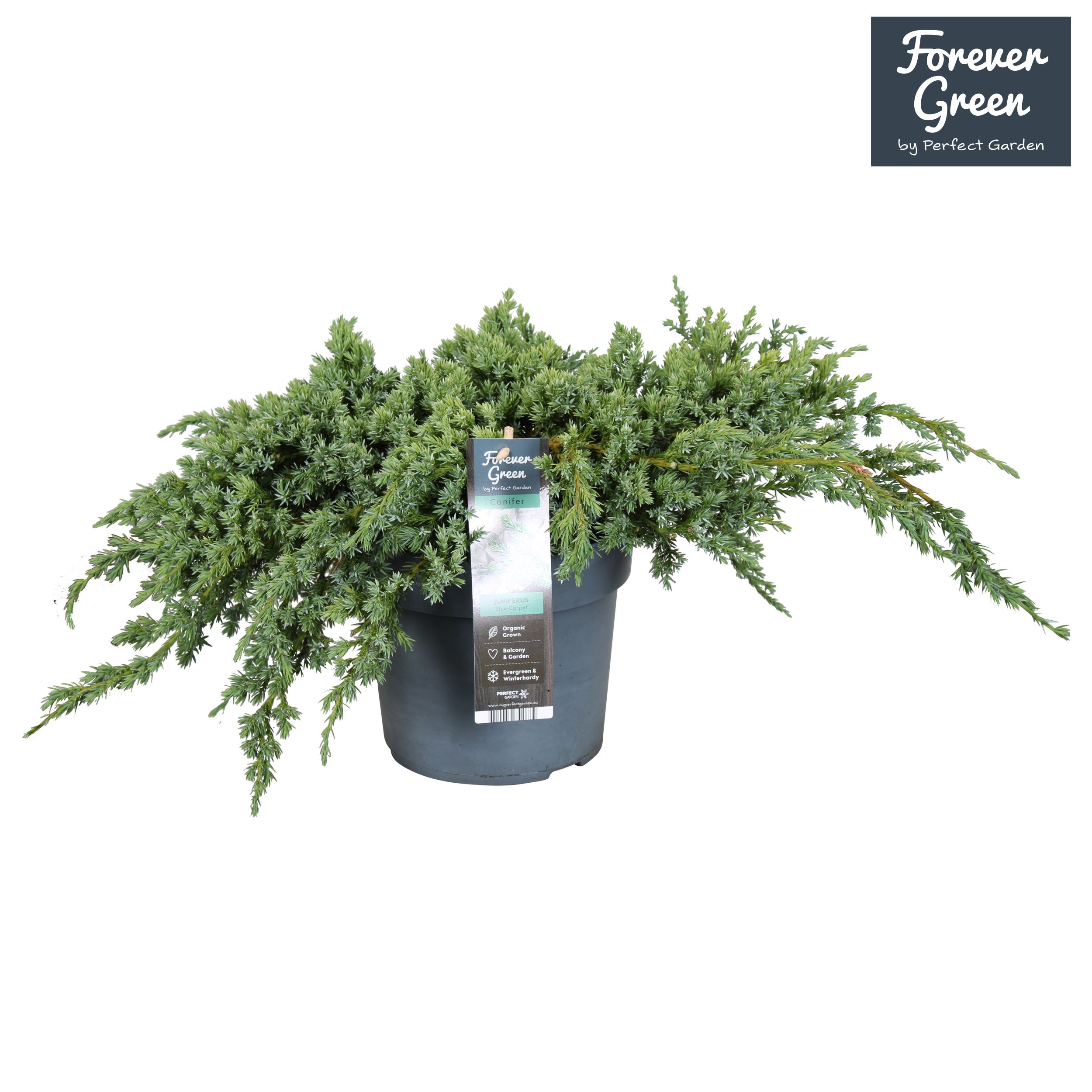 Juniperus squamata 'Blue Carpet' P19, D 19