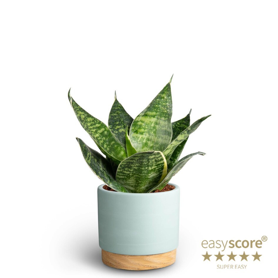 SANSEVIERIA TRIFASCIATA 40933385 Woodbase Bl. S.Pagoda, D 10 cm SANSEVIERIA TRIFASCIATA 40933385 Woodbase Bl. S.Pagoda, D 10 cm