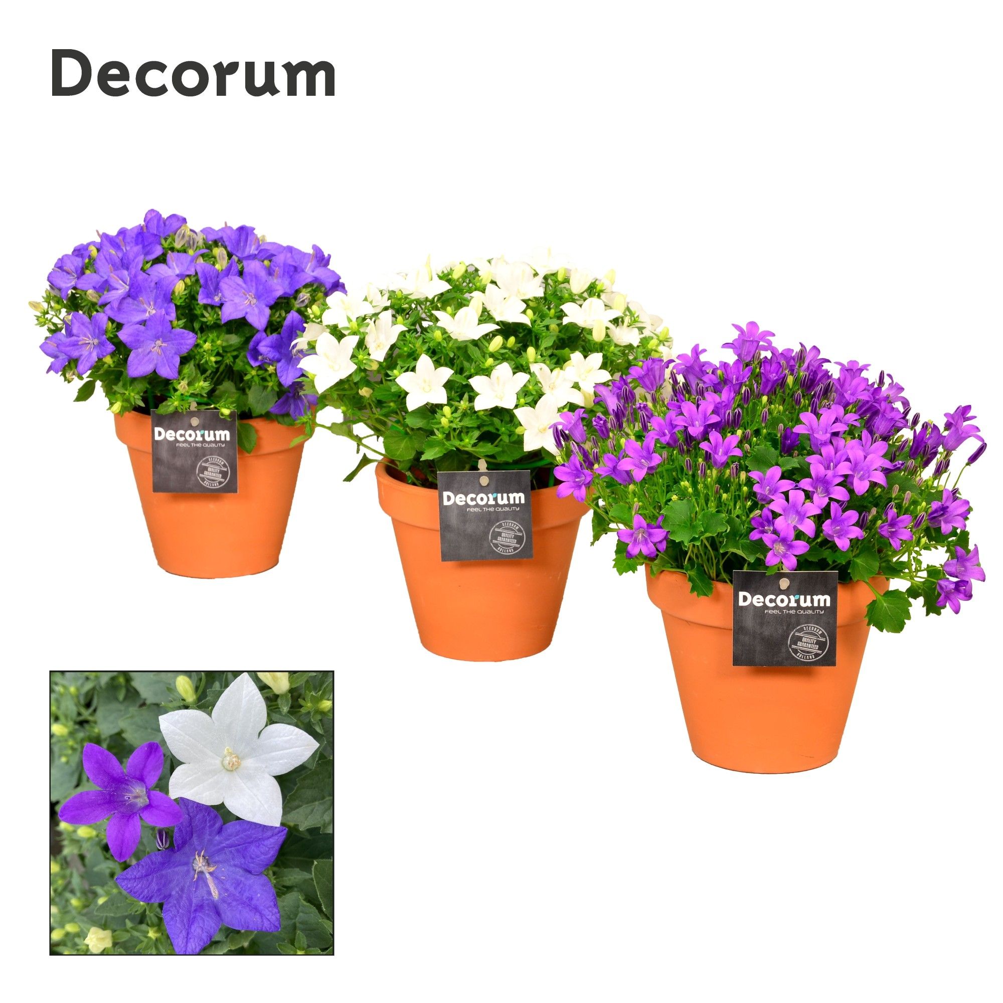 Campanula Mix Decorum Patio Pot TC, D 13