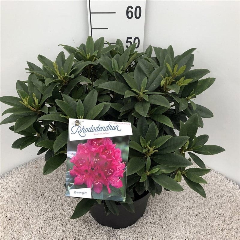 Rhododendron 'Anah Kruschke', D 29