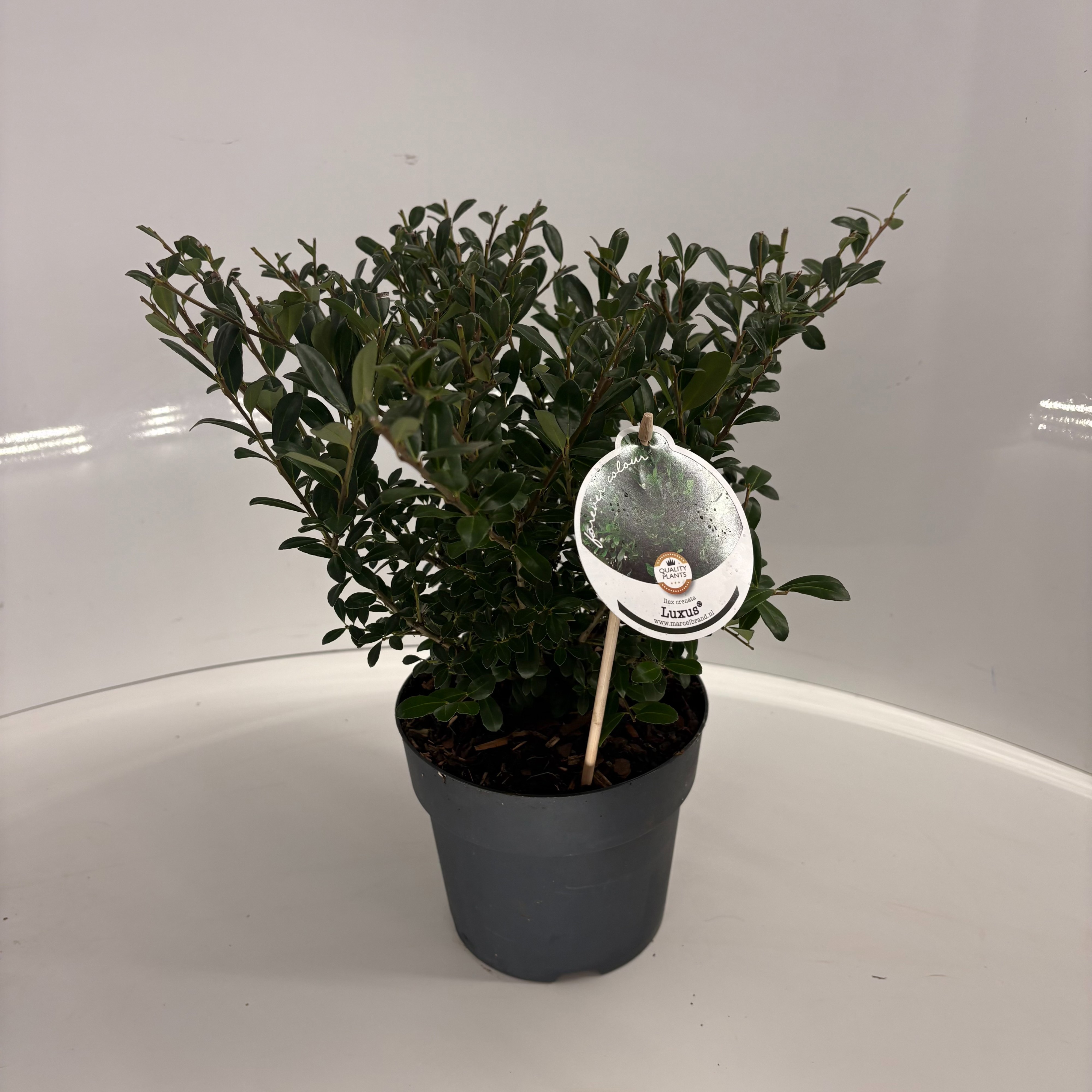 Ilex crenata Luxus® P17, D 17