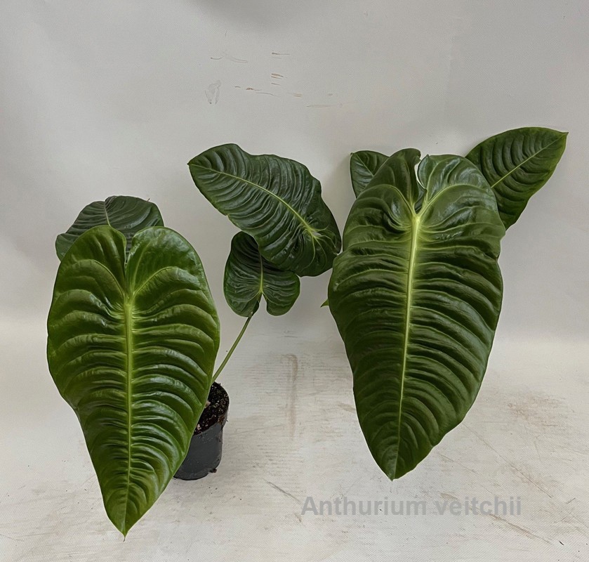 Anthurium veitchii 12cm [King Anthurium], D 12