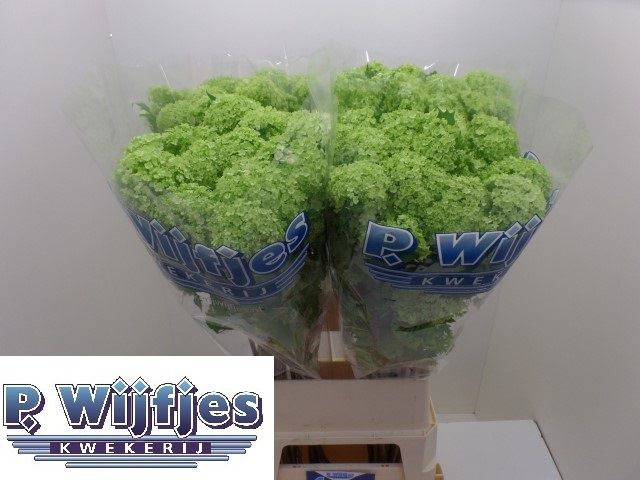 Вибурнум Розеум 90 (зел.), шт.